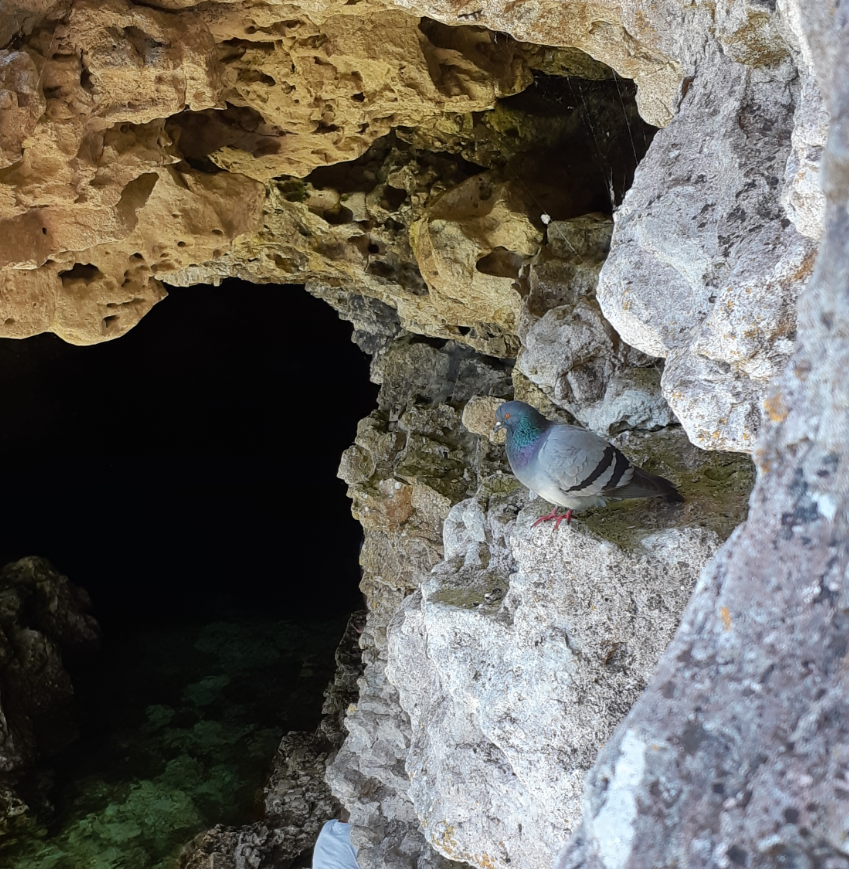 Cave pigeon at the grotto