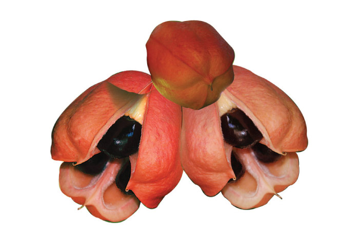 Ackee fruit example
