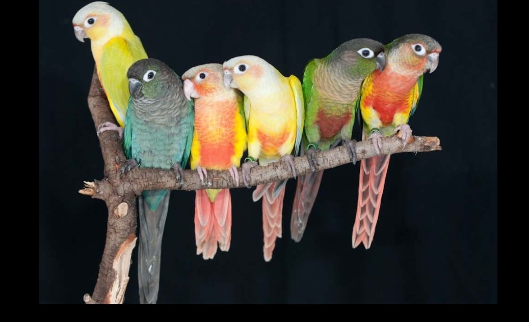Screencap of various mutations of green cheek conure.