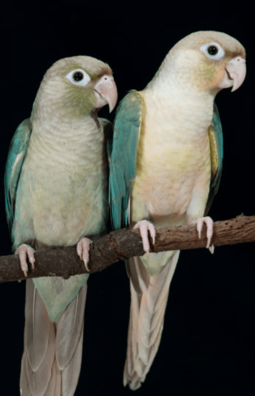 Screenshot of Turquoise cinnamon and Turquoise pineapple conures, taken from avianresources