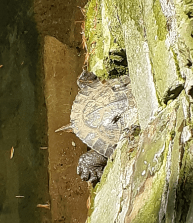 The butt of a turtle sticks out of the pond drainage passage