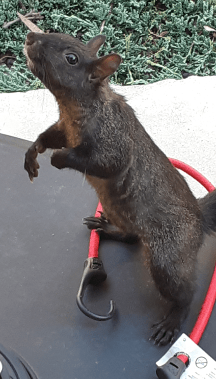 A brown squirrel on its hind legs, as if begging for food; it is very close to the photographer.