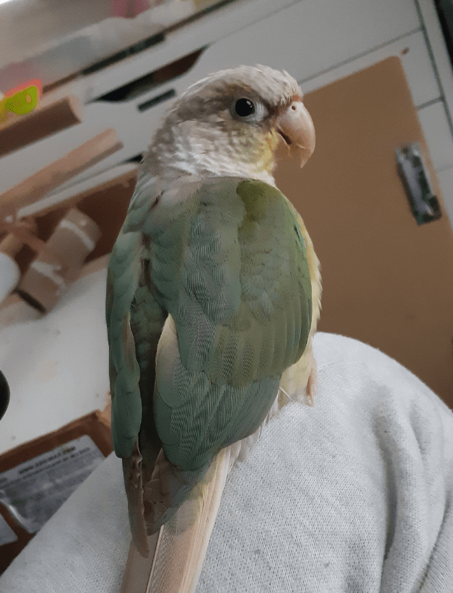 A small parrot is looking at the camera, showing the side view of a pink hooked beak and light grey head. The bird is on top of the owner's leg, and has his back facing the camera, showing his turquoise-green wings tucked into his sides.