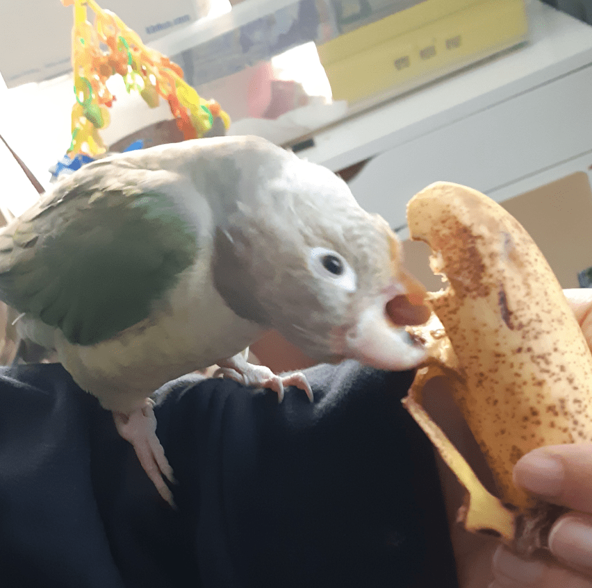 A small greenish and grey parrot, eating a small banana. The parrot has his head upside down with his beak open, trying to get at the centre of the banana.