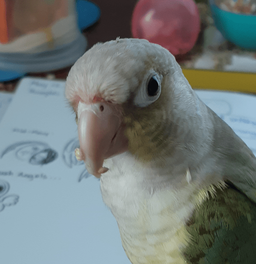 Image of my pet green-cheek conure, with the colour mutation of turquoise pinapple. The small parrot has a pink hooked beak, with a bit of orange around the nasal area, a light grey head, a greenish brown face with yellowish cheeks, and white eye ring with dark beady eyes. the chest is mostly white and gradually becomes more cream in colour; the back is greyish blue, and the wings are more blueish green with yellow on the shoulders. The bird is looking at the camera with some seed hulls stuck to its beak.