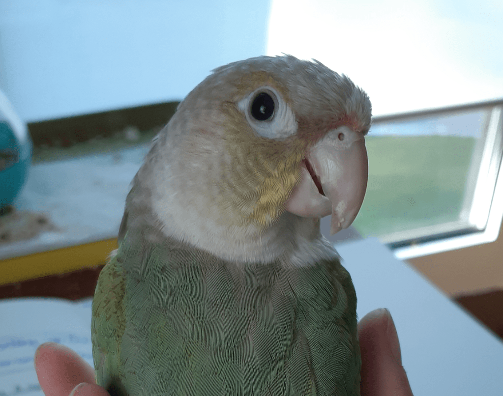 Image of my pet green-cheek conure, with the colour mutation of turquoise pinapple. The small parrot has a pink hooked beak, with a bit of orange around the nasal area, a light grey head, a greenish brown face with yellowish cheeks, and white eye ring with dark beady eyes. the chest is mostly white and gradually becomes more cream in colour; the back is greyish blue, and the wings are more blueish green with yellow on the shoulders. The bird is looking at the camera with its back facing the camera as well