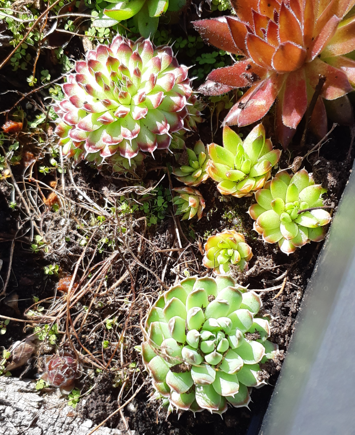 A variety of orostachys spinosa plants, growing within a large planter. the plants are similar to cacti in texture, with more points radiating out from a centre point. One variety has brown tips with white skipes, another has orange tips with smaller spikes, and the last variety has red tips with long white spikes.