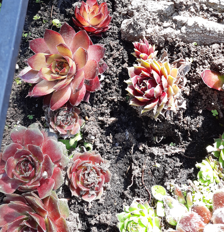 A variety of sempervivum plants, growing within a large planter. the plants are similar to cacti in texture, with more points radiating out from a centre point. One variety has a yellowish orange colour with red tips, another has blue green tips with a pinkish red base colour, and the last variety has silver tips with a dark pink base colour.