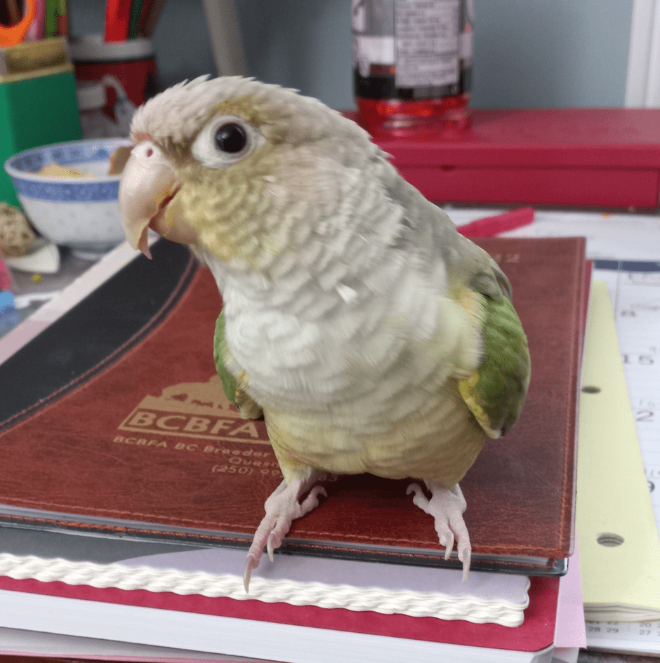 A small parrot is standing atop of a stack of notebooks on a desk, and is looking at the camera with their left side of the face. 